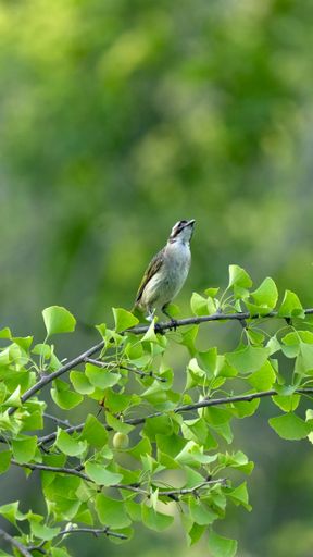 A vertical shot of a bird perched on a tree branch