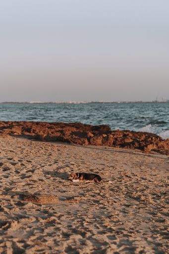 A vertical  shot of a dog lying in the sand on the beach in Puerto de Santa Maria, south Spain