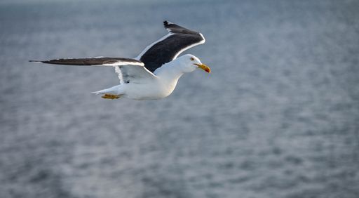 A seagull flying over the sea, closeup shot