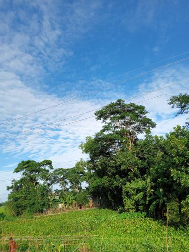 A vertical shot of green trees against a blue cloudy sky on a sunny day