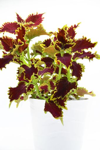 A vertical shot of a potted painted nettle plant isolated on a white  background