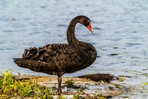 A closeup shot of a bright black swan perched on the shore of a lake