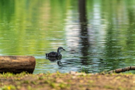 A closeup shot of a grebe duck swimming on a green reflective pond