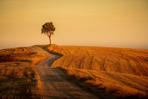 A beautiful shot of a path in the hills and an isolated tree under the yellow sky in the background
