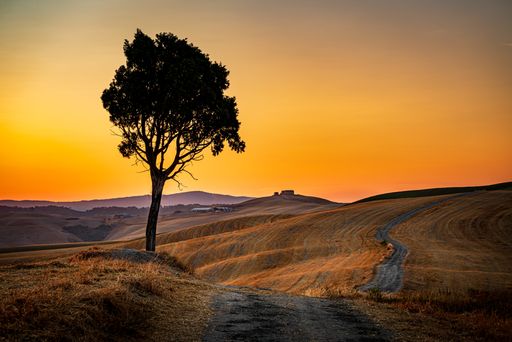 A beautiful shot of s silhouette of an isolated tree in the hills and the golden sky in the background