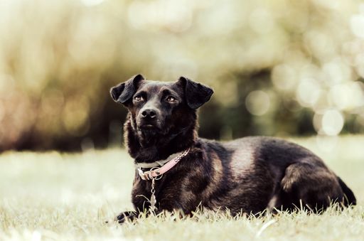 A closeup of a black Patterdale Terrier, Canis lupus familiaris sitting on the grass looking up
