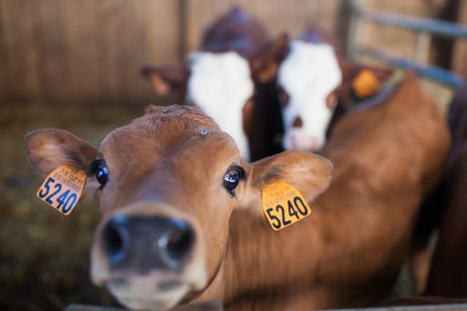 A factory for milking cows used to make Gruyere cheese in France