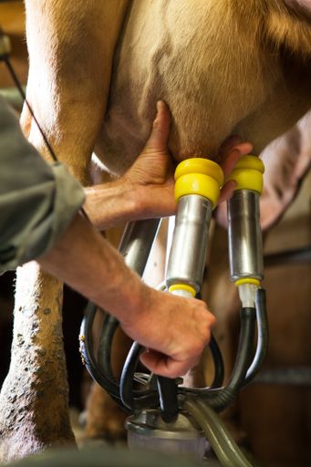 A factory for milking cows used to make Gruyere cheese in France