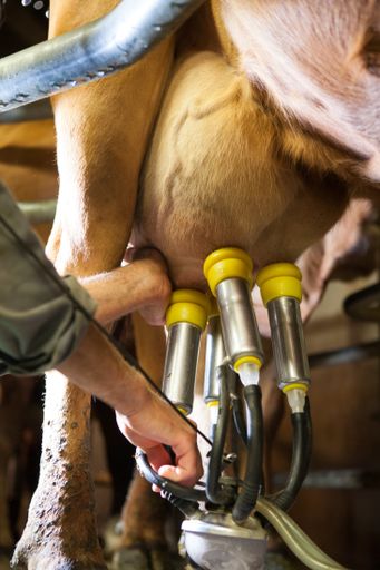 A factory for milking cows used to make Gruyere cheese in France