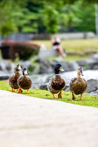 A vertical shot of brown ducks walking in the park