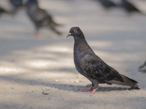 A closeup shot of a pigeon in the beach with blurred background