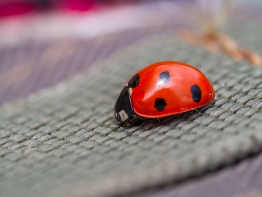 A selective focus closeup of a little ladybird made of plastic