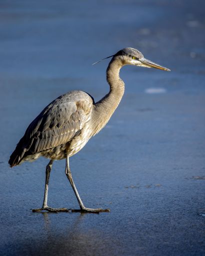 A vertical shot of a great blue heron walking on frozen lake water