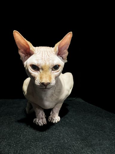 A vertical shot of an adorable Canadian Sphynx cat posing near a black background