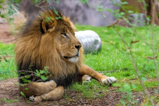A shot of the lion resting in the nature