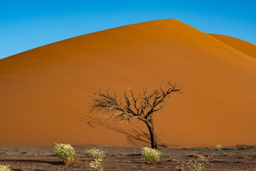Namibia, the Namib desert, a tree isolated in the red dunes in background