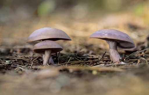 Three wood blewit Clitocybe (=Lepista) nuda fungi in Aleppo pine Pinus halepensis needle litter at Buskett woodland in autumn. Malta, Mediterranean.