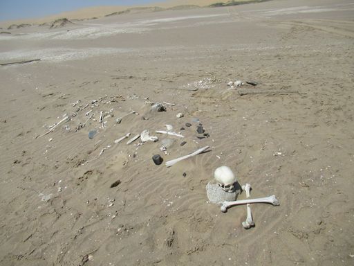 The "Skeleton Coast", where the Namib Desert meets the Atlantic Ocean in south-western Africa, is named after the bleached bones and shipwrecks.