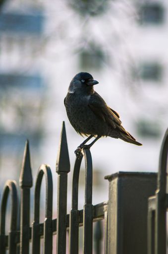 A closeup of a western jackdaw perched on a metal fence against a blurred background, a vertical shot