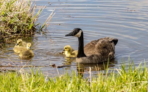 A view of cute Canada goose with ducklings in a river on a sunny day