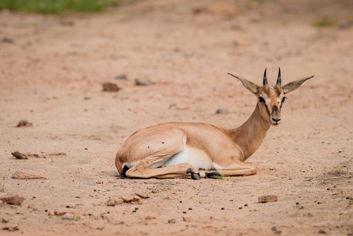 A beautiful shot of a Dorcas gazelle sitting on the sand