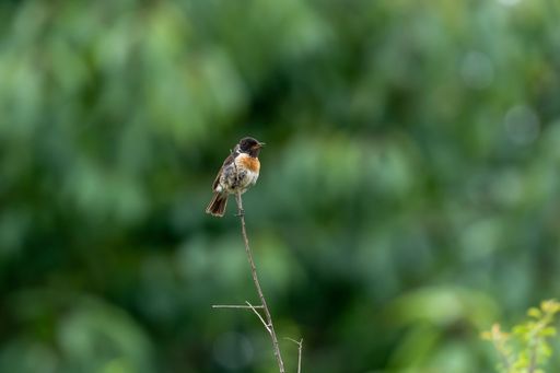 A shallow focus shot of the Brown orange European stonechat sitting on a branch in the woods