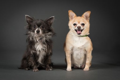 Studio Shot of two cute Chihuahuas who are a bonded pair