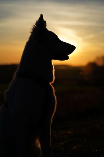 A vertical shot of a White Swiss Shepherd Dog in a field during the sunset