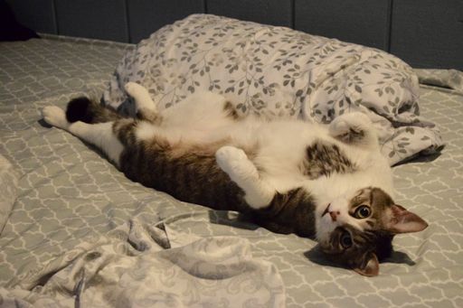 A cute white and brown cat lying on its back on the bed and  looking at the camera