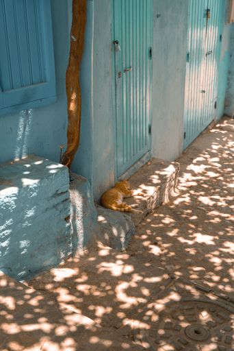 A adorable cat lying on the alley between blue-washed buildings in Chefchaouen, Morocco