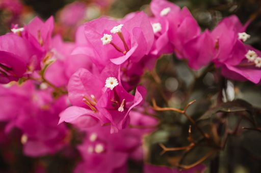 A close-up shot of Bougainvilleas in a blur, great for wallpaper