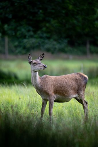 A vertical shot of a beautiful brown deer in nature isolated on a blurred background