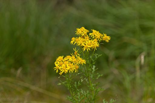 A shallow focus shot of Common Jacobey flowers in a grassland