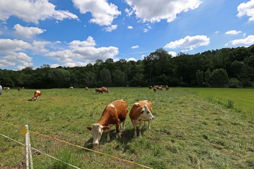 A herd of cows grazing in a field with trees in the background during a sunny day