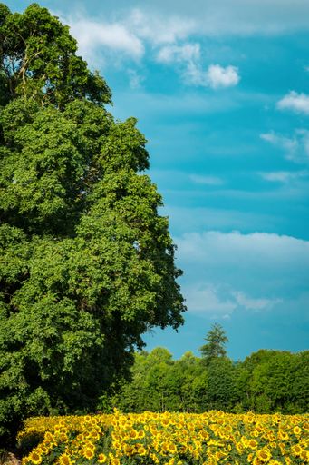 A vertical shot of a sunflower field with green trees in the background under a blue sky