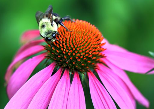 A macro shot of a bumblebee resting on a purple coneflower (Echinacea) on the blurred background