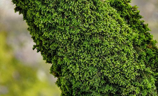 A closeup shot of a wooden tree trunk covered in green moss in daylight in a blurred background