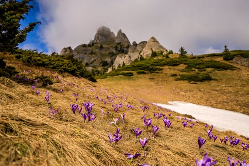A beautiful view of the Ciucas Mountain with Autumn Crocus
flowers under blue cloudy sky, Romania