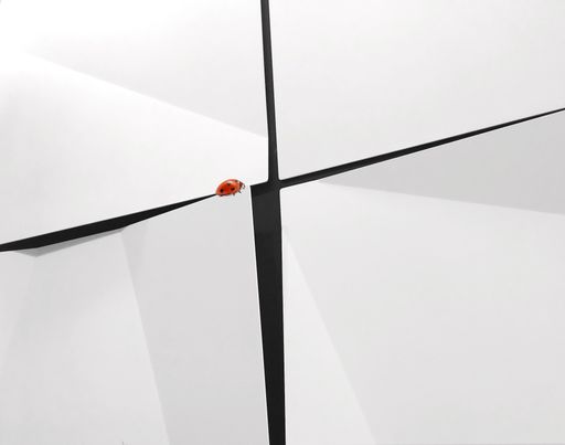 A closeup of a small ladybug on a white sheet of paper with copy space