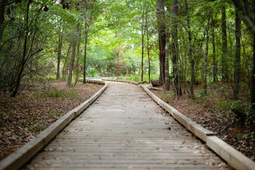 A beautiful shot of a pathway in a forest during the day in Houston