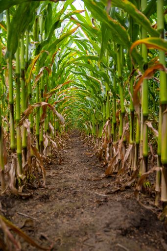 Vertical low angle shot of corn field between rows of crop