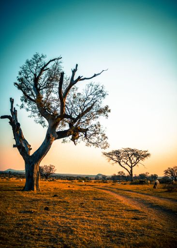 A vertical shot of trees on a field during the golden hour