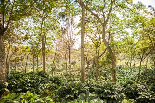 A field of coffee plants and shade trees plantation in Puebla state, Mexico