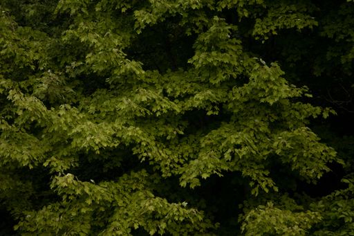 Leafy and moody tree background