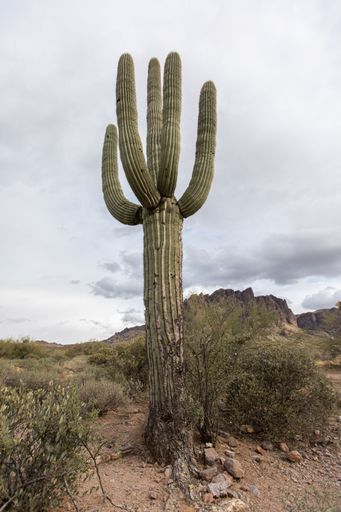 A vertical shot of a tall cacti plant in the desert under cloud sky