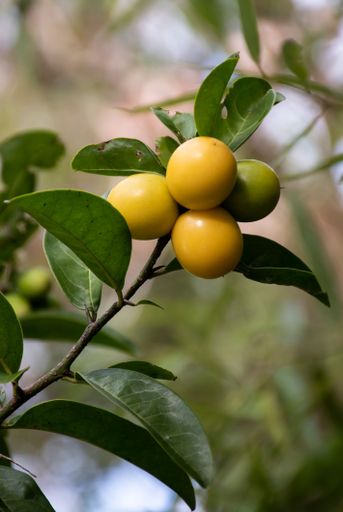 A vertical shot of a branch with unripe persimmon.