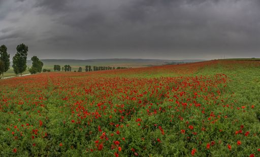A meadow full of poppies on a rainy day