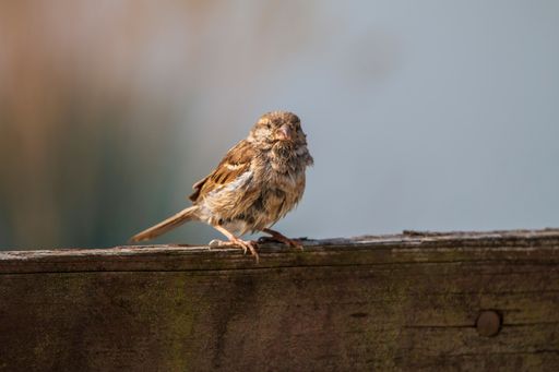 A closeup of a cute brown sparrow on a wooden fence