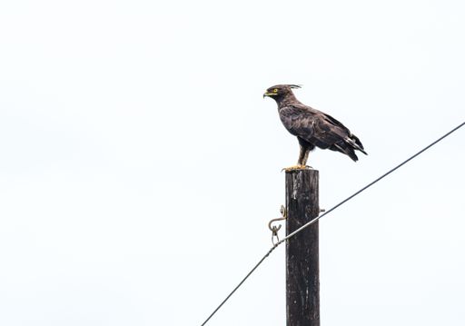 A beautiful Long-crested eagle perched on a wooden pole during the daytime in KwaZulu-Natal