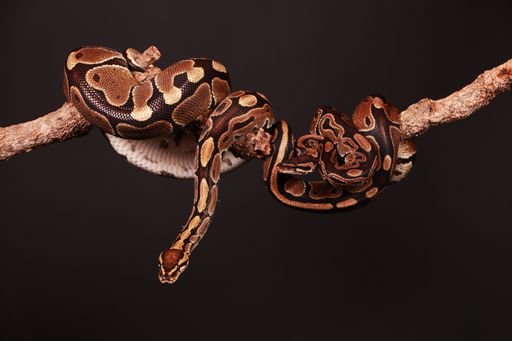 A closeup shot of two beautiful pythons entwined on a limb on a dark background